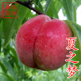 桃子树苗 7月初硬脆硬脆sh肉质日本夏香姬水蜜桃 夏之梦桃苗