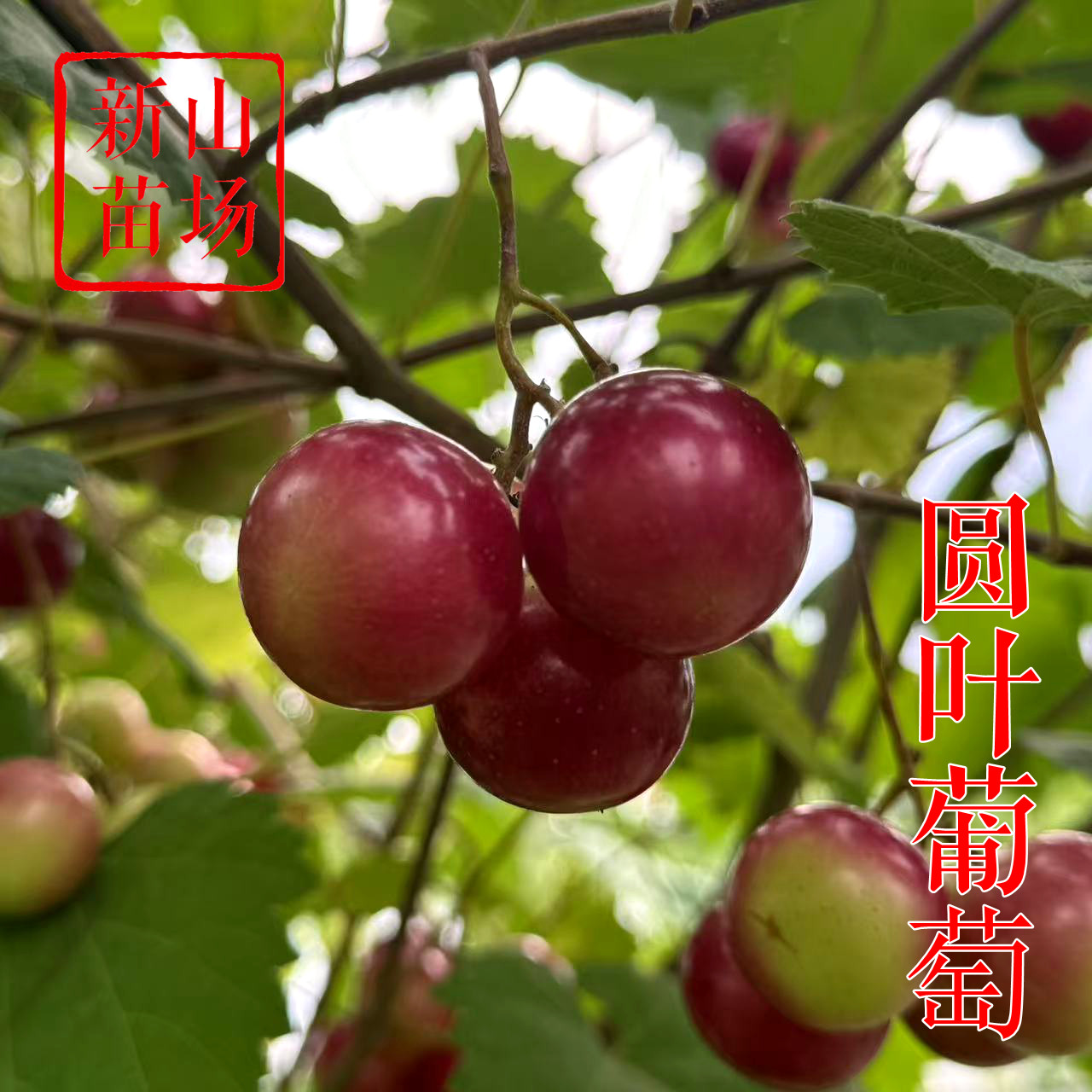 【圆叶葡萄苗】格威尔红宝石欧麦薇红莓无核麝香圆叶葡萄苗