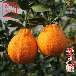 【丑桔苗】丑八怪不知火晚熟四川丑柑橘柑桔子树苗耐寒栽培地盆栽