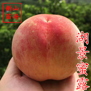 【湖景蜜露桃苗】无锡奉化阳山蜜露中熟软溶质湖景水蜜桃树苗