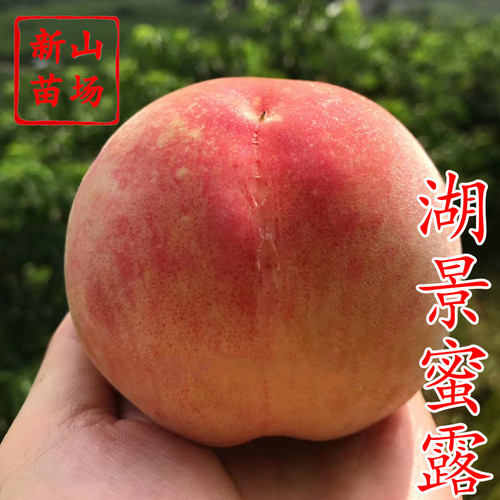 树苗水蜜桃苗新山湖景蜜露