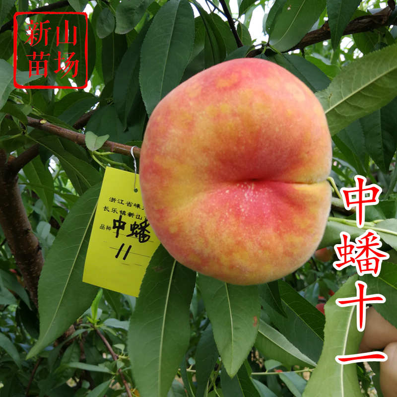 蟠桃黄金蟠桃桃树苗新山苗场