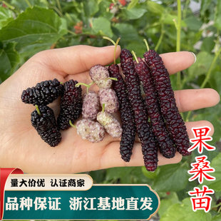 果桑苗 桑葚苗树桑葚树苗桑葚树苗南北方种植当年结果四季地栽