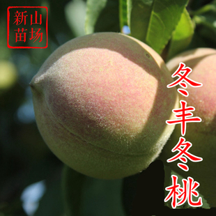 【冬丰冬桃苗】晚迟熟11月正宗新品种红叶映霜红雪桃冬桃树苗基地