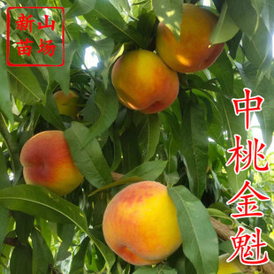 【中桃金魁桃苗】 郑果所新品种6月金怡纯甜早熟大果黄桃子树苗