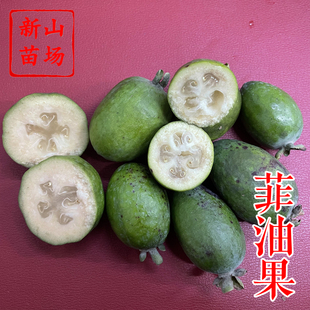 【菲油果树苗】安德烈斐济果费约果花果两用实生苗浙江新山苗场