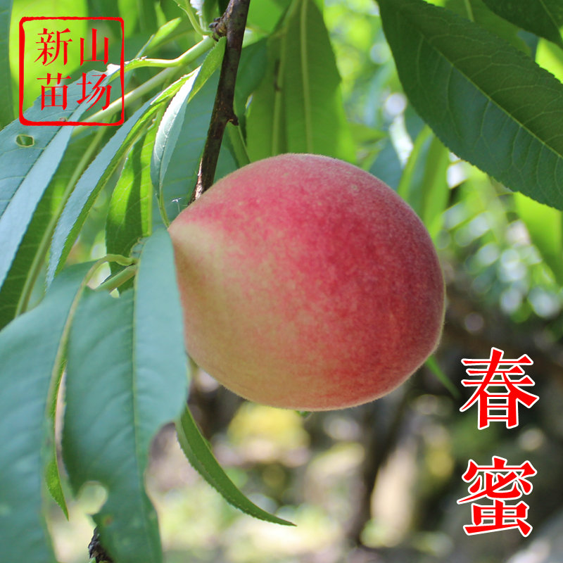 【春蜜桃苗】5月底硬脆白肉中桃绯玉红玉早春王京红早熟桃子树苗