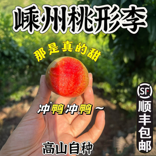 嵊州桃形李鲜果【新山苗场】红心李吊得李紫凝山仙女冰糖李4-5斤