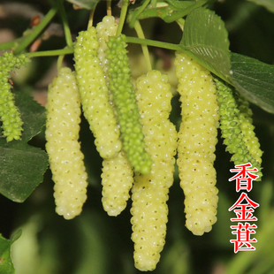 【香金葚果桑苗】新品种果桑树苗黄金香葚台湾白长果桑椹树苗基地