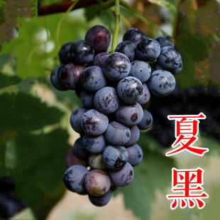 【夏黑葡萄苗】天然无核7月抗病性好露天种口感经典日本葡萄树苗