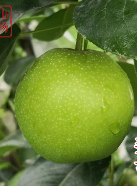 梨苗翠玉翠冠秋月梨新品种518梨嫁接苗梨树种植四季梨苗裸根带