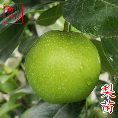 种植嫁接苗新山苗场南北种