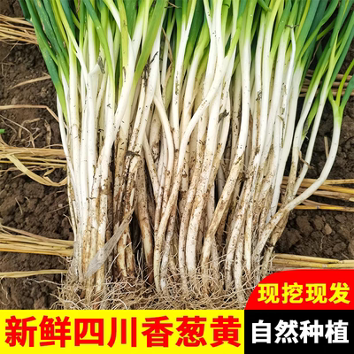 大葱新鲜四川大葱小葱香葱黄新鲜大葱5斤应季时令蔬菜自贡香葱黄
