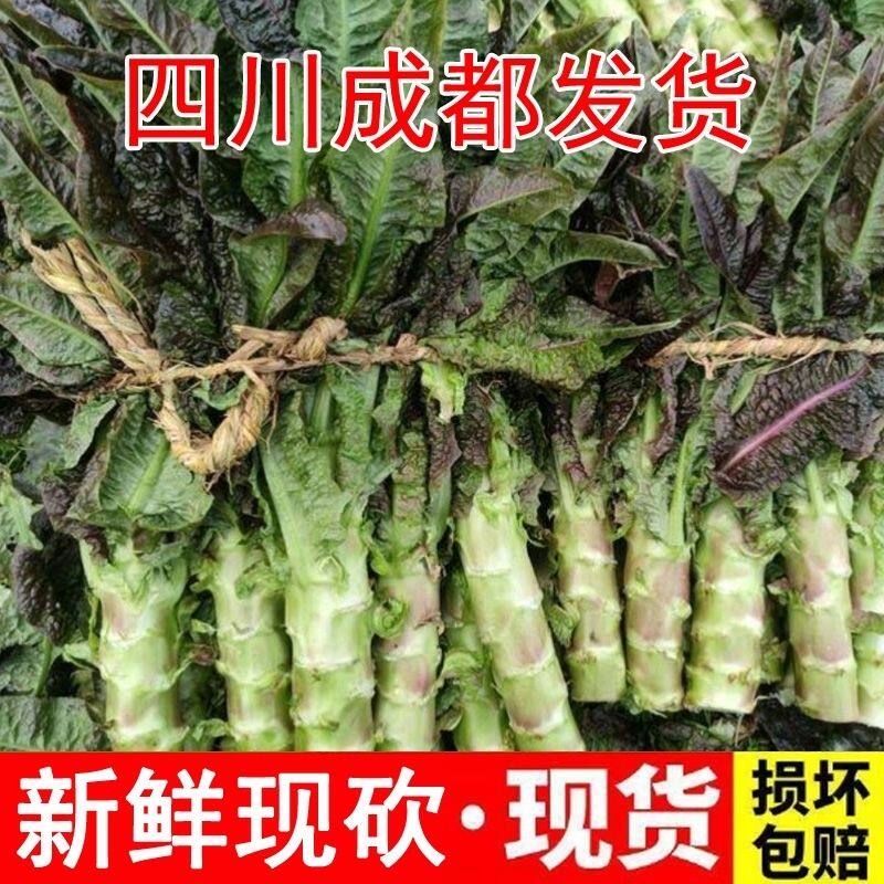 四川成都农家露天种植当季砍现发红叶香莴笋新鲜紫皮莴笋红莴笋