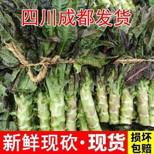 四川成都农家露天种植当季砍现发红叶香莴笋新鲜紫皮莴笋红莴笋