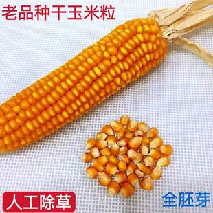 2025年新黑龙江农家自产老品种纯硬质干玉米粒 打粉食用苞米粒