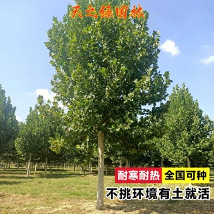 法国梧桐树树苗大树法桐农村庭院别墅风景树南方北方种植四季苗木