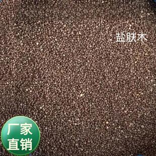 新采五倍子种子盐肤木种子荒山造林护坡树种子盐肤木种籽边坡绿化