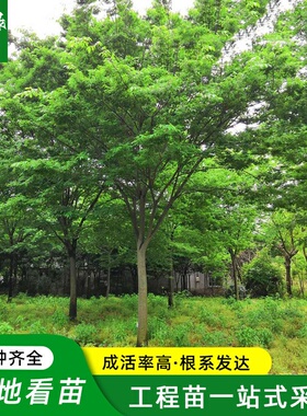 鸡爪槭大树原生苗小叶鸡爪枫树苗庭院风景树彩叶耐寒耐旱绿化苗木