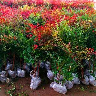 火焰南天竹树苗丛生红天竹苗老桩带土球室内阳台庭院耐寒绿化苗木