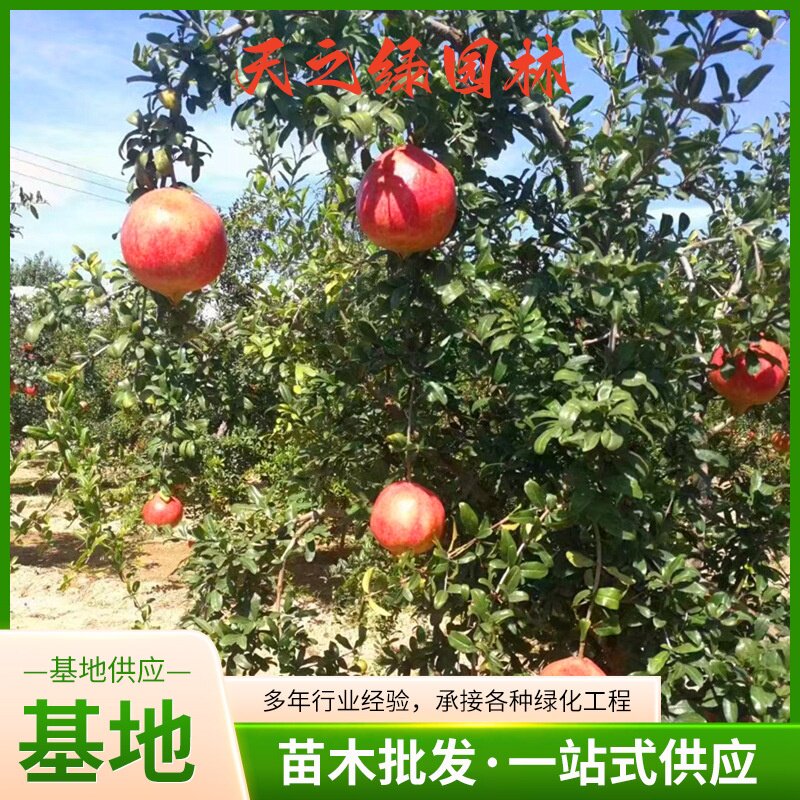 庭院盆栽果苗耐寒南北方均可种植