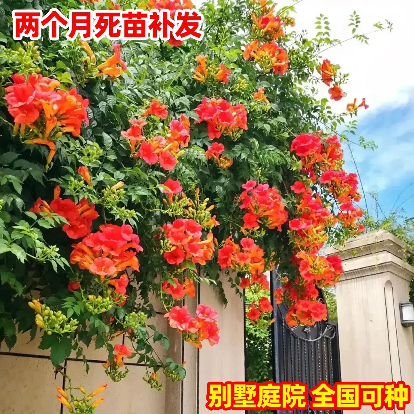 爬藤庭院别墅绿化老桩盆高杆苗