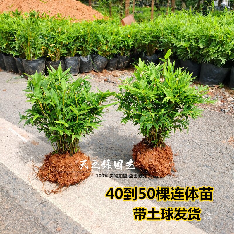 庭院观赏植物微型盆景室内阳台苗