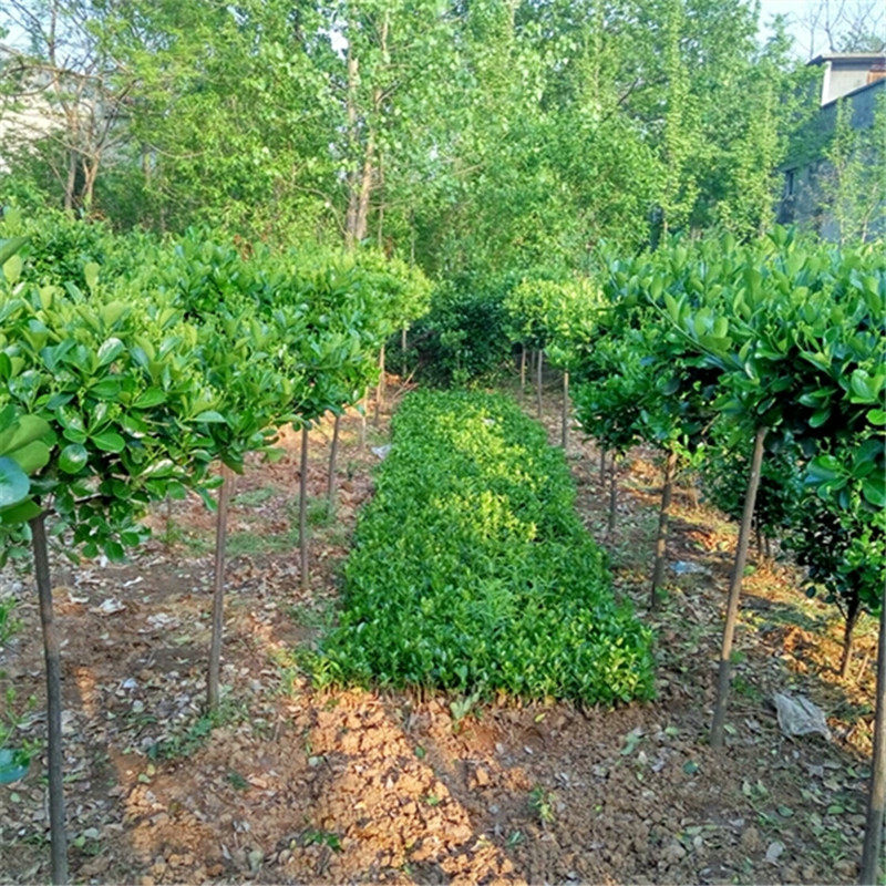 园林工程绿化篱笆植物四季青黄杨