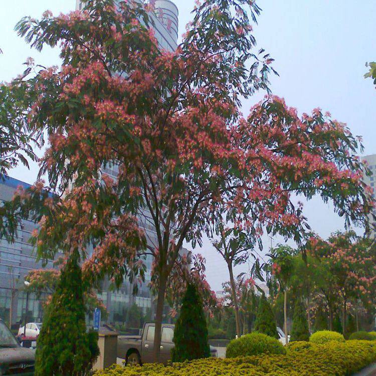 合欢苗绒花庭院当年开花树苗