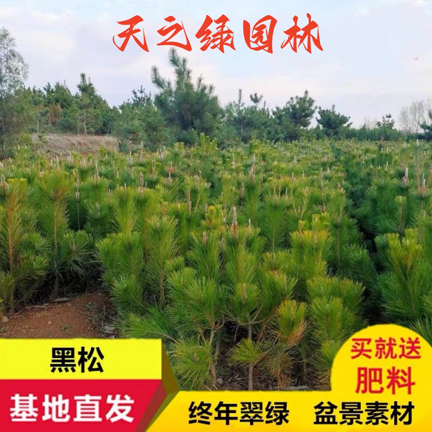 庭院大型耐寒四季常青绿化造型苗