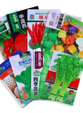 蔬菜种子四季小香芹种子脆嫩辣椒