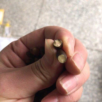 新采金丝楠木树种子真空包装四川小叶楠细叶金丝楠桢楠南木种子