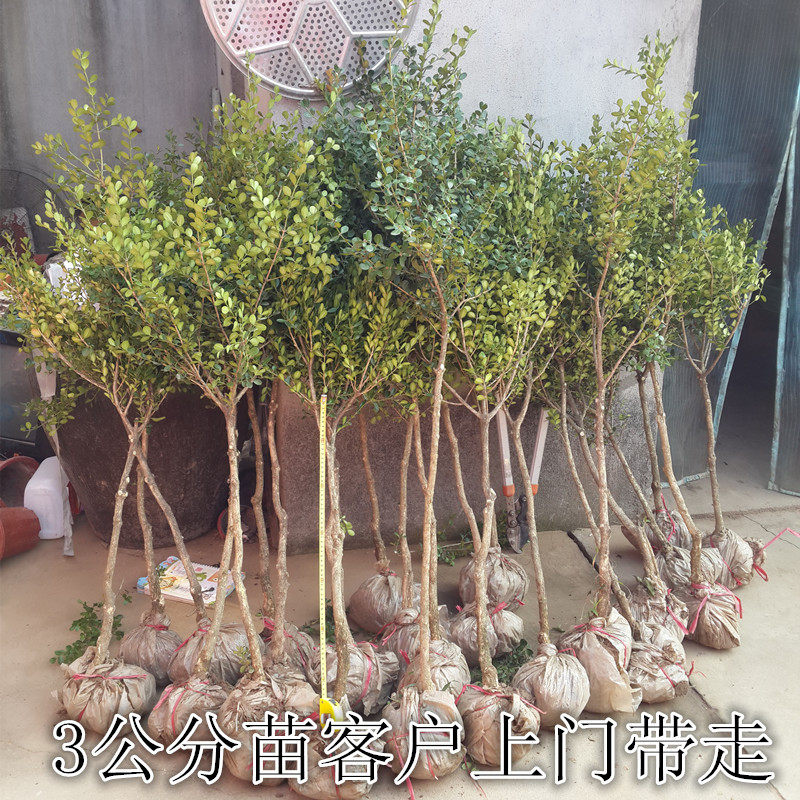 盆栽庭院地栽造型盆景素材绿化苗