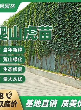 耐寒爬藤植物爬山虎大苗凌霄花五叶地锦苗红叶爬藤蔷薇常春藤花苗