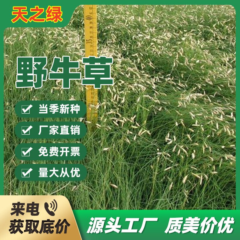 野牛草种子水牛草根系发达弯叶