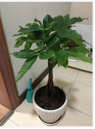 发财树大型辫子摇钱树花卉绿植室内外植物盆景客厅办公发财树盆栽