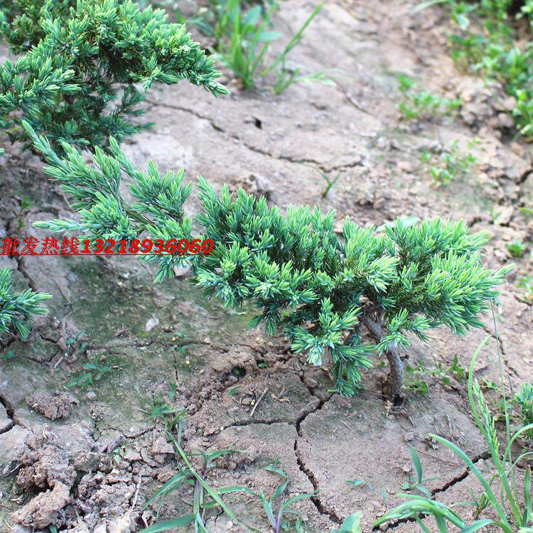 四季常青庭院柏树耐寒绿化松树苗