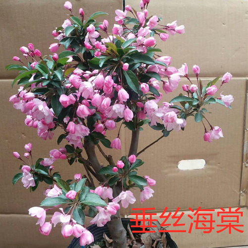 嫁接苗海棠花航之绿批发