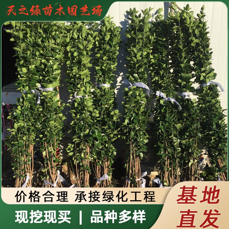园林景区篱笆绿化耐寒工程常青苗