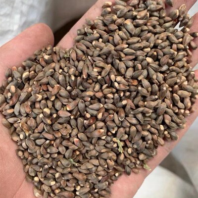 扁柏树种柏树籽散装园艺嫁接种子