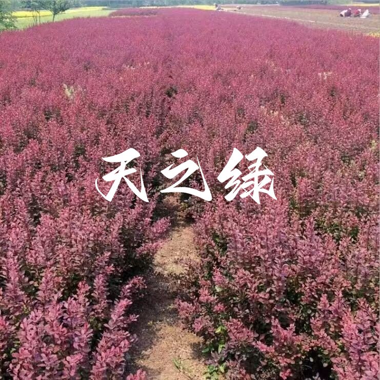 红叶小檗苗园林绿化庭院植物紫叶花苗阳台盆栽绿篱苗花灌木绿植苗