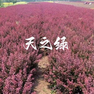 别墅庭院绿篱色块行道工程绿化苗