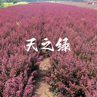 红叶小檗苗园林绿化庭院植物紫叶花苗阳台盆栽绿篱苗花灌木绿植苗