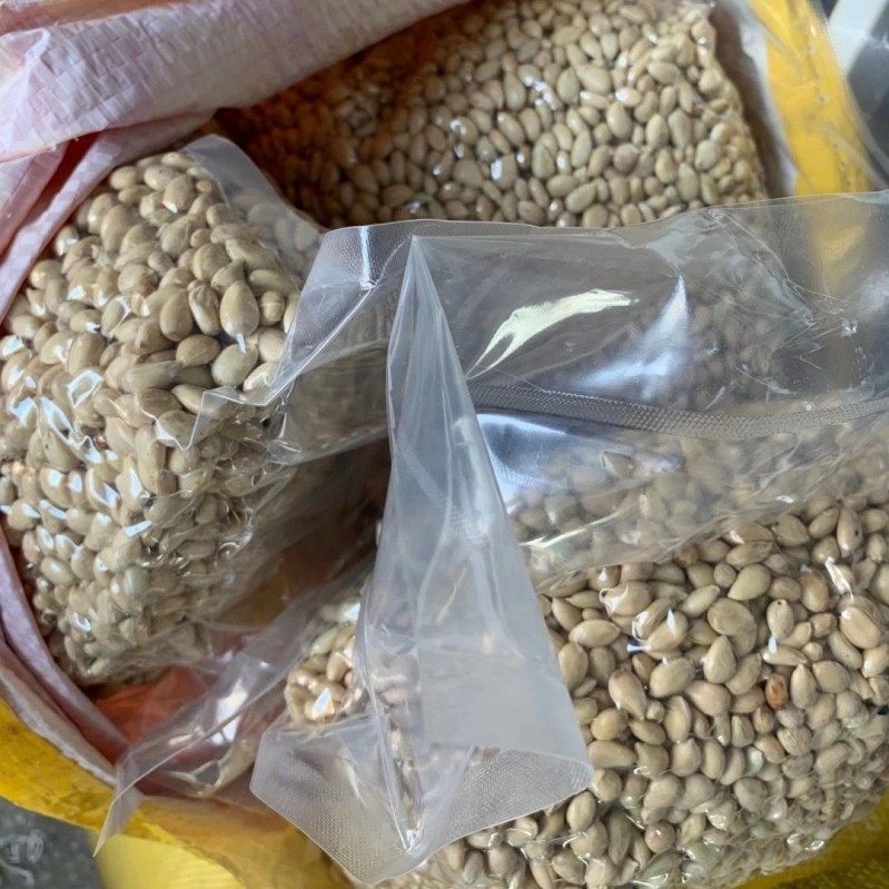 批发种子四季嫁接砧木枸橘