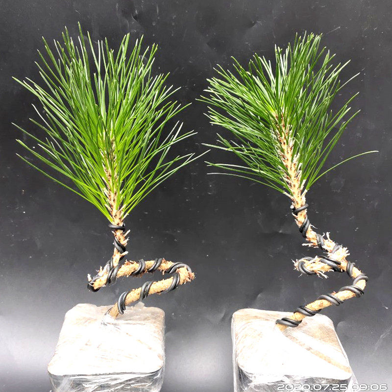 园林苗木庭院植物花卉黑松苗盆栽