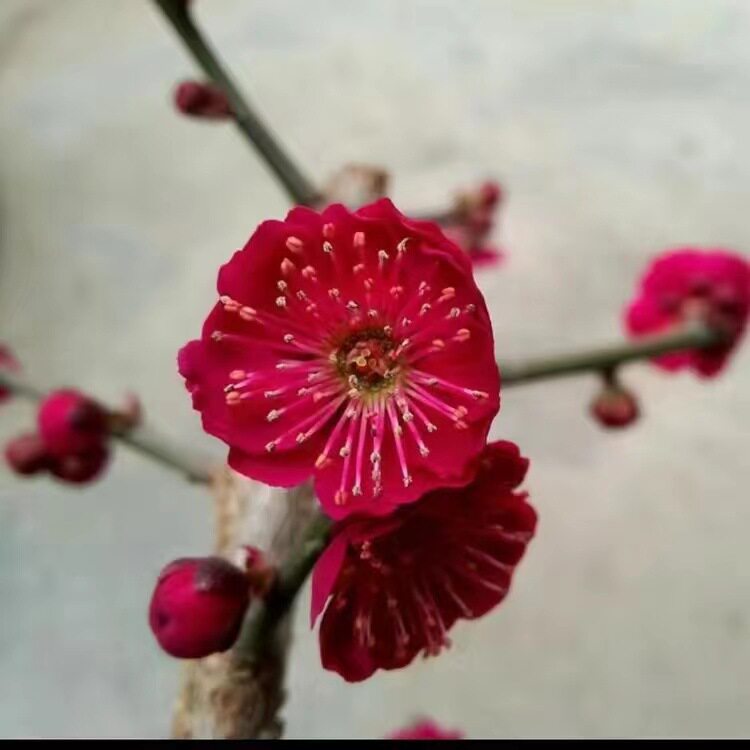红梅花盆景树桩实拍室内花卉原生乌梅朱砂梅绿梅腊梅重瓣耐寒植物