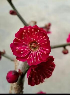 红梅花盆景树桩实拍室内花卉原生乌梅朱砂梅绿梅腊梅重瓣耐寒植物