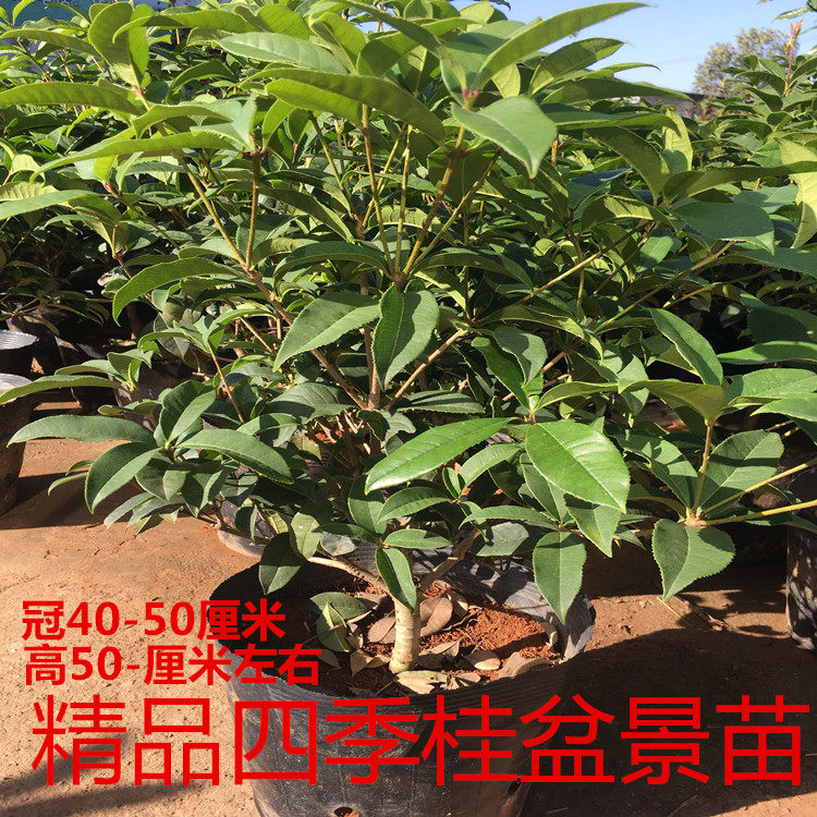 花卉观花植物盆景苗珍贵盆景包邮