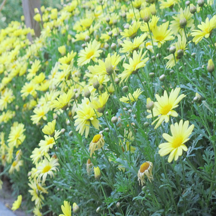 木茼蒿多年生种子宿根花卉