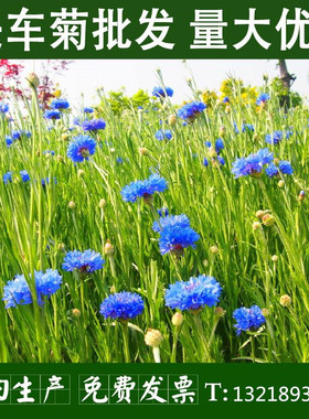 矢车菊花种四季易种活蓝色矢车菊种子室外庭院绿化耐寒花卉种籽子